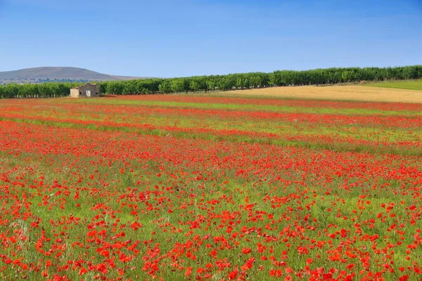 Весенний Пейзаж Поле Итальянской Области Апулия — стоковое фото