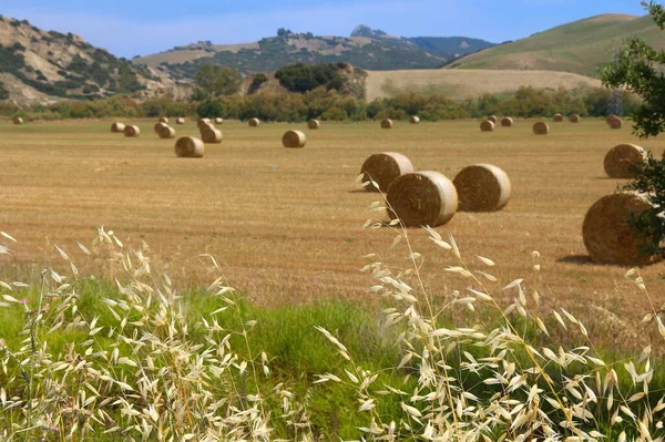 イタリアの収穫時期 バジリカータ地方の畑のわらの俵 — ストック写真
