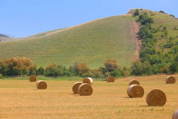 イタリアの収穫時期 バジリカータ地方の畑のわらの俵 — ストック写真