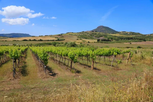 Sardinië Wijngaard Landschap Valledoria Landelijk Landschap Provincie Sassarid Sardinië Italië — Stockfoto