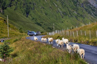 Çiftlik hayvanları yolda. Norveç, Stadlandet yarımadasında yerel yol tehlikeleri.