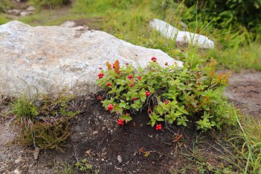 Norveç 'te yaz yabani orman meyveleri. Dwarf cornel veya bunchberry (Cornus suecica).