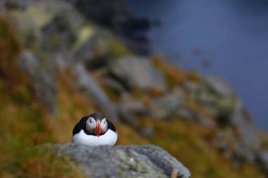 Runde 'de martı kuşu, Norveç yağmurlu havası. Runde adasında kuş gözlemciliği. Atlantik martısı (Fratercula arktika) deniz kuşu türü.