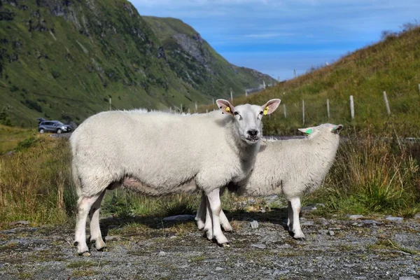 Mãe Ovelhas Com Cordeiro Península Stadlandet Noruega Efectivo Pecuário Verão — Fotografia de Stock