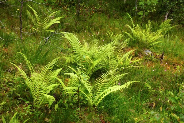 挪威的蕨类天然背景 植物和森林背景 — 图库照片