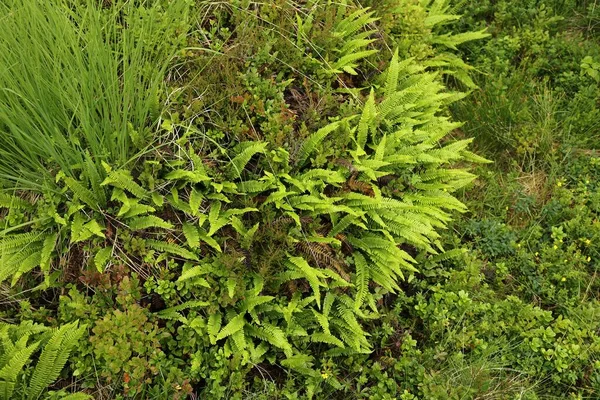 Naturlig Bakgrund Norge Grön Växtstruktur Fern Bakgrund Med Rådjur Ormbunke — Stockfoto