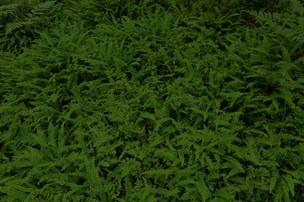 Přirozené Tmavé Pozadí Norsku Struktura Zelené Rostliny Kapradinové Pozadí Jelení — Stock fotografie