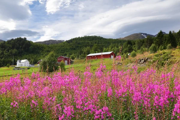 Noruega Vista Campo Verão Com Flores Rosa Casas Campo Liabygda — Fotografia de Stock