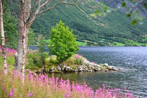 Вид Норвегию Летом Розовыми Цветами Озеро Эйдсватнет Возле Гейрангера Цветы — стоковое фото