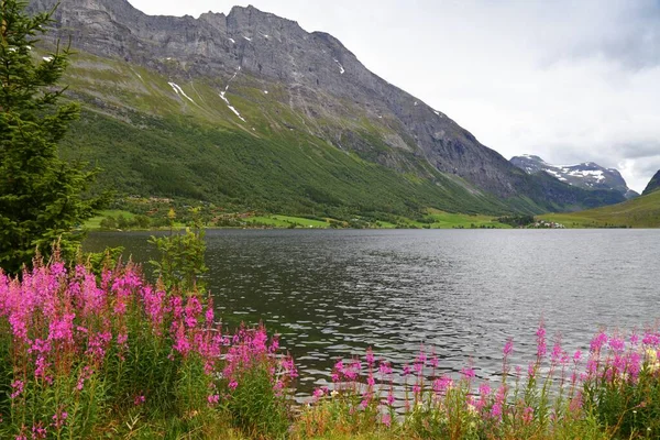 Norveç Yaz Manzaralı Pembe Çiçekler Geiranger Yakınlarındaki Eidsvatnet Gölü Ateş — Stok fotoğraf