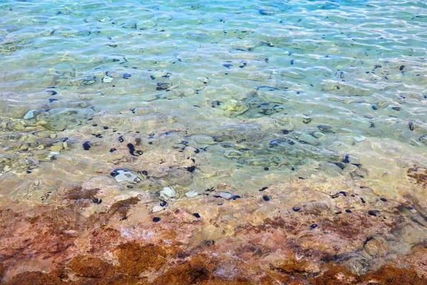 クロアチアではウニが危険です 黒斑状のウニの黒い斑点が水中に見えるコルクラ島のビーチ — ストック写真