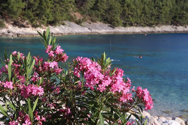Isla Korcula Croacia Flores Color Rosa Oliva Arbusto Playa Pupnatska — Foto de Stock