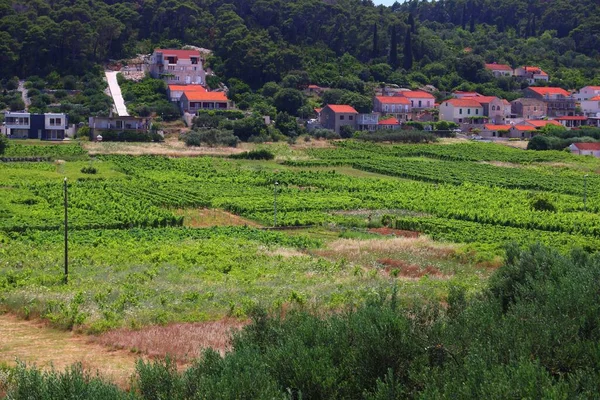 ヨーロッパのブドウ畑 コルクラ島のブドウ畑 クロアチアワイン生産地域 ルンバルダの町 — ストック写真