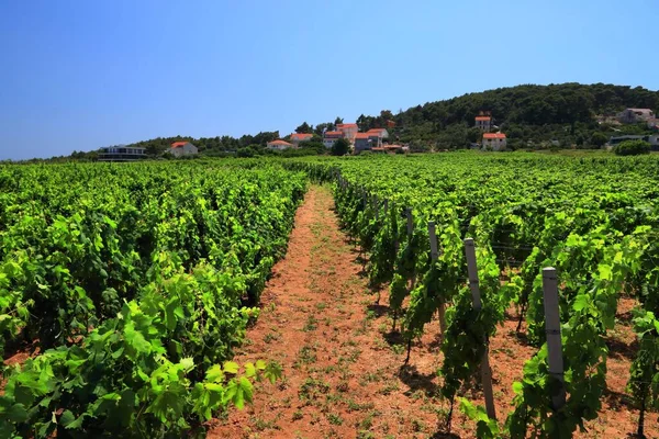 Winnica Europie Winnica Wyspie Korcula Region Produkcji Wina Chorwacji Miasto — Zdjęcie stockowe