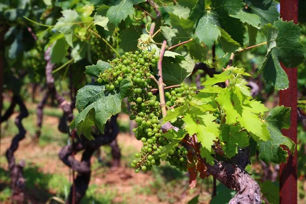 Vineyard Europe Korcula Island Vineyard Grapes Croatia Wine Making Region — Stock Photo, Image