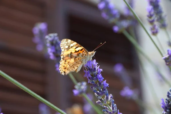 Vanessa Cardui Painted Lady Butterfly Lavender Croatia Nymphalidae Family Butterflies — Stock Photo, Image
