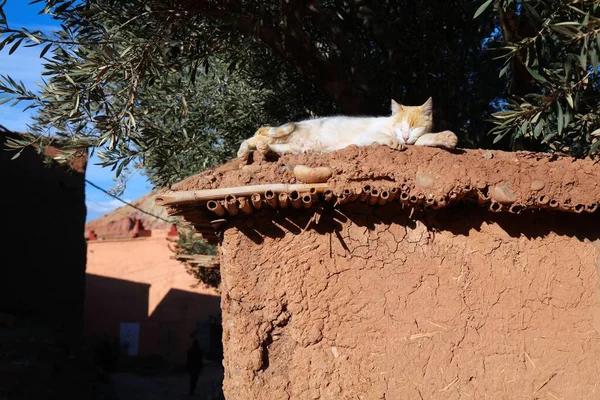 Kedi Fas Simgesi Ait Benhaddou Güneşin Altında Dinleniyor Kervan Güzergahındaki — Stok fotoğraf