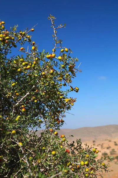 Argan Tree Fruit Maroku Argania Strom Druhy Endemické Sous Údolí — Stock fotografie