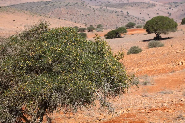 摩洛哥的Argan树果实 苏斯山谷特有的阿加尼亚树种 — 图库照片