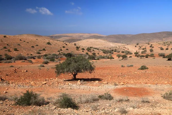 摩洛哥的Argan树沙漠景观 苏斯山谷特有的阿加尼亚树种 — 图库照片