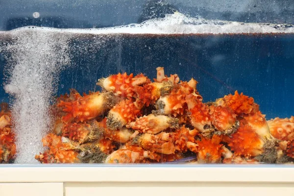 Geoje Güney Kore Deki Balık Lokantası Akvaryumu Deniz Ananası Halocynthia — Stok fotoğraf