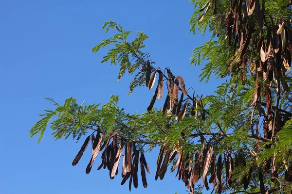 Δέντρο Jumbay Mimosoid Leucaena Leucocephala Τροπικά Είδη Δένδρων Της Οικογένειας — Φωτογραφία Αρχείου