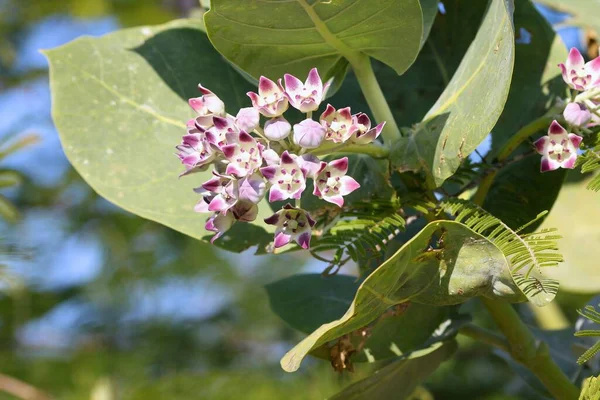 Sodom Apple Tree Flowers Calotropis Procera Tropical Tree Species Family — Stock Photo, Image
