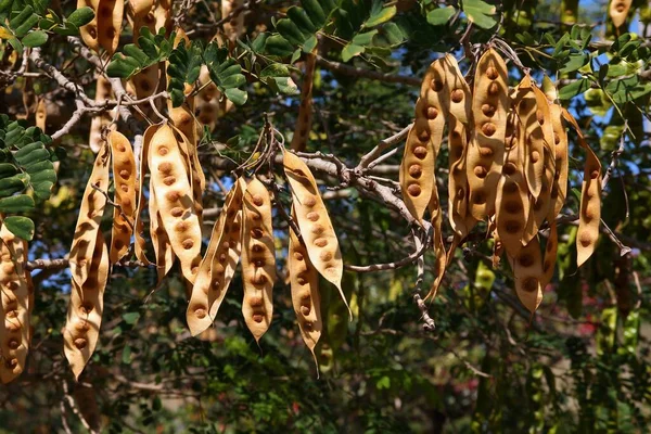 Ινδικό Δέντρο Siris Επίσης Γνωστή Broome Raintree Albizia Lebeck Τροπικά — Φωτογραφία Αρχείου