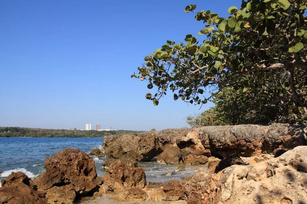 Pantai Batu Karang Cienfuegos Kuba Coccoloba Uvifera Pohon Khas Pantai — Stok Foto