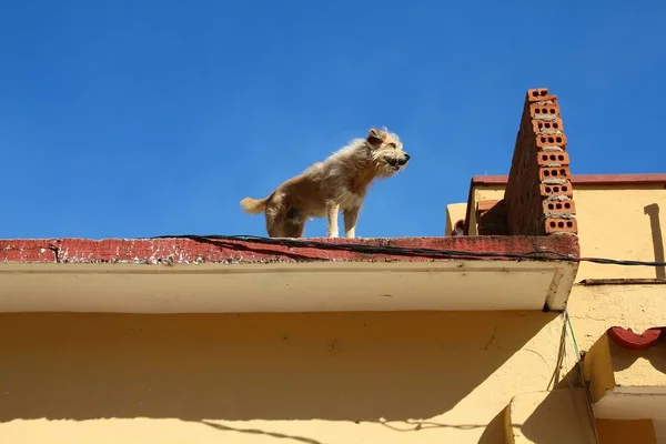 Endangerment Domestic Animal Unsafe Rooftop Pet Dog Lookout Point Cuba — Stock Photo, Image