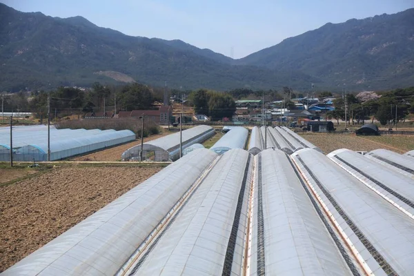 Gewächshauslandwirtschaft Südkorea Landwirtschaft Imsil Gun Provinz Nord Jeolla — Stockfoto