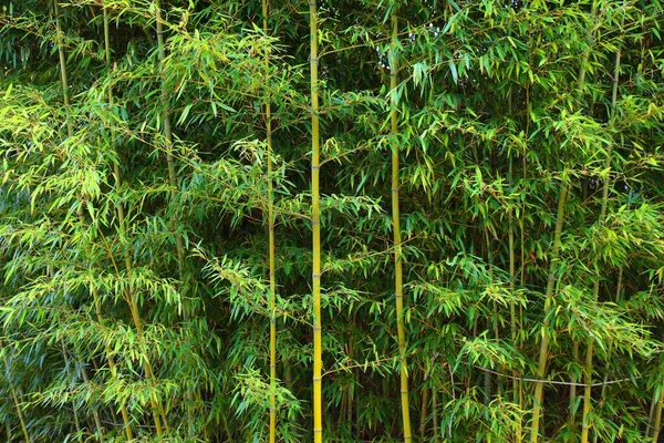 Pozadí Bambusového Háje Zelená Bambusová Zahrada Jeonju Jižní Korea — Stock fotografie