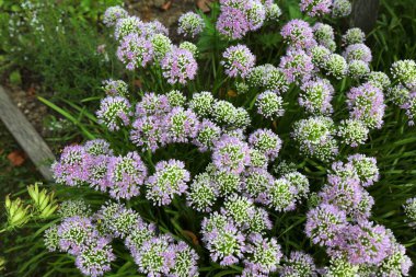 Mouse garlic (Allium angulosum) in the herb garden of Melk Abbey in Austria.