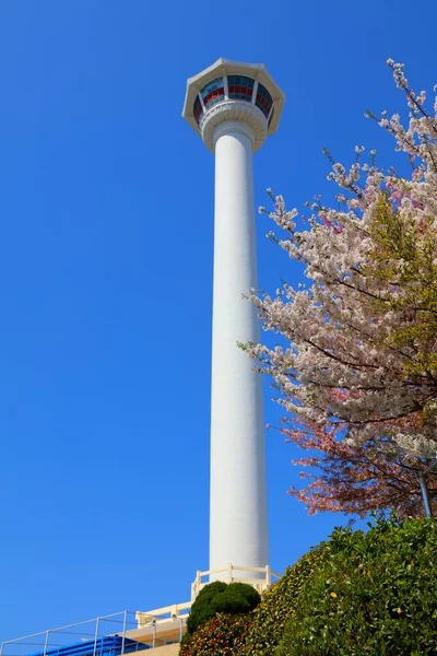 Cerejeiras Busan Coreia Sul Vista Para Parque Com Torre Busan — Fotografia de Stock