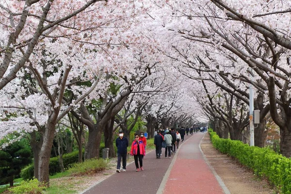 Busan South Korea Március 2023 Emberek Meglátogatják Nakdong Töltés Cherry — Stock Fotó