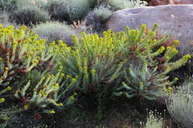 İtalya Sardunya adası doğası. Akdeniz bitki türleri: Küçük köknar filizinin çiçekleri (Euphorbia pithyusa).