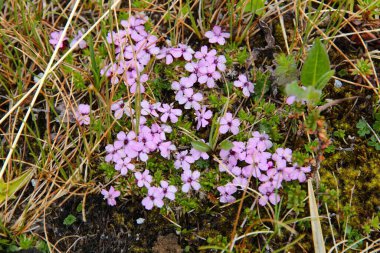 Norveç 'in Alp çiçekleri. Saltfjellet-Svartisen Ulusal Parkı 'ndan Flora. Silene acaulis (yosun campion) Caryophyllaceae ailesinin kır çiçekleri.
