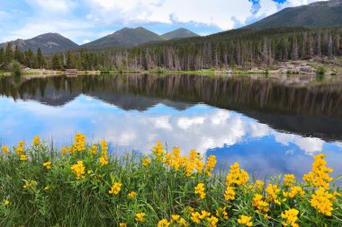 Sprague Lake. American landscape Rocky Mountain National Park in Colorado. Baptisia sphaerocarpa flowers (yellow wild indigo). clipart
