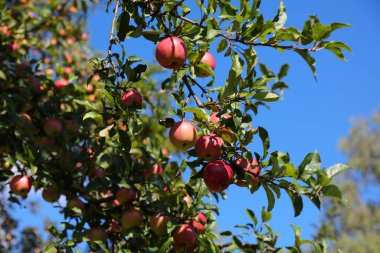 Avusturya 'da Carinthia eyaletinde bir elma ağacında olgun kırmızı elmalar. Avrupa 'da Ağustos meyvesi.