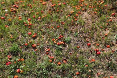 Olgun elmalar Avusturya 'da bir ağacın altında mayalanır ve çürür..
