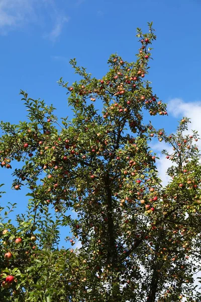 Maçãs Vermelhas Maduras Uma Macieira Estado Caríntia Áustria Frutas Agosto — Fotografia de Stock