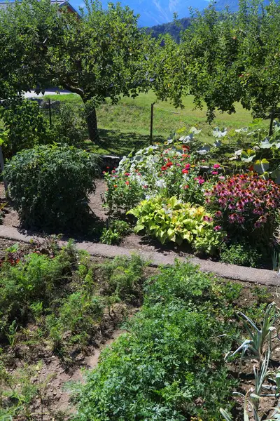 Small Vegetable Flower Garden Carinthia Austria Carrot Parsley Leek Field — Stock Photo, Image