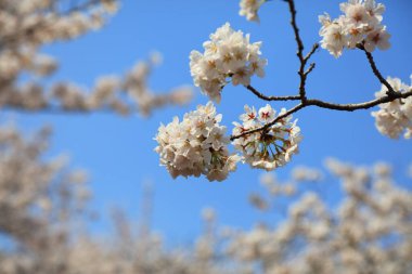 Jinhae Kiraz Çiçeği Festivali 'nde kiraz çiçekleri. Changwon, Güney Kore.