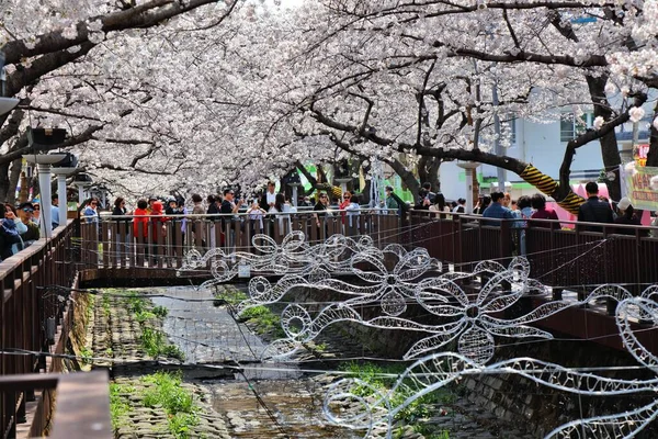 Jinhae South Korea Március 2023 Emberek Meglátogatják Jinhae Cherry Blossom — Stock Fotó
