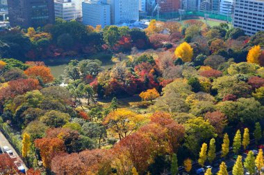 Tokyo, Japonya sonbahar manzaralı Koishikawa Korakuen Bahçeleri.