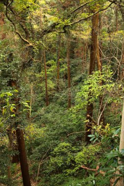 Japonya 'nın Kamakura kentindeki Tenen yürüyüş yolu boyunca orman doğası.