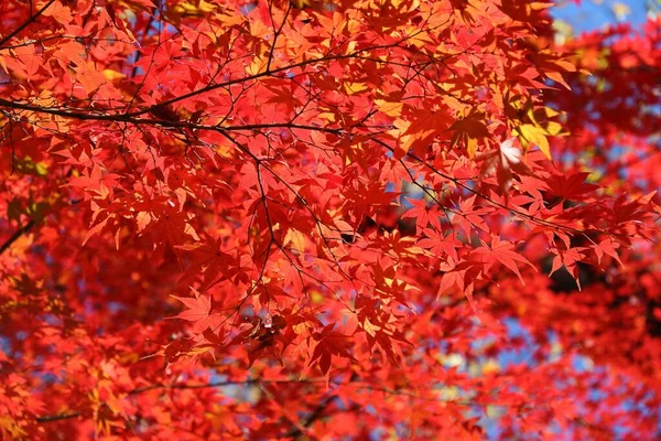 Autumn leaves in Japan. Maple leaf background in Tokyo, Japan.