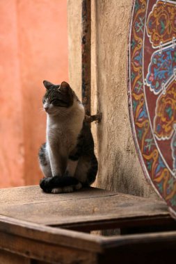 Marakeş, Fas 'ın sokak kedileri. Masada oturan yerel bir kedi..