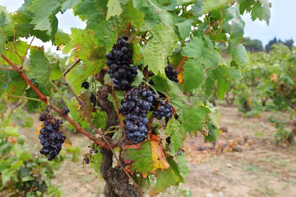 Французький Виноградник Corbieres Region Aoc Vine Кантоні Капенду — стокове фото