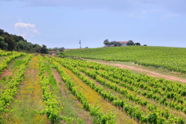 Arzachena 'daki Sardunya üzüm bağı manzarası. Sassari, Sardunya, İtalya 'da kırsal alan.